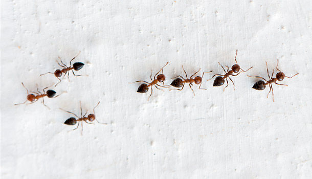 新手購買螞蟻，群落大小（螞蟻數量）的建議– 東京說書人